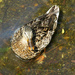 Friendly Duck at Green Lake by seattlite