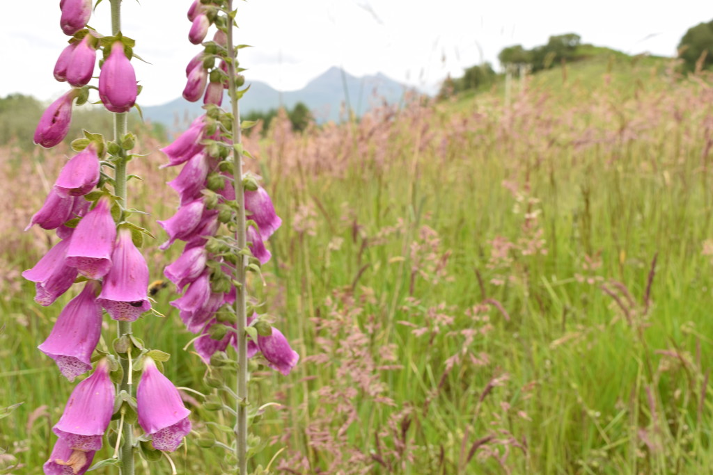 foxgloves, Ben Cruachan (and a blurry bee) by christophercox