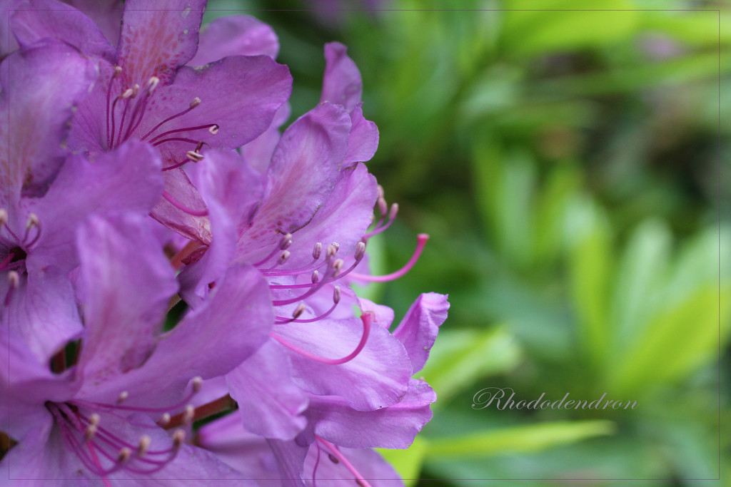 Rhododendron by jamibann