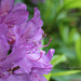 Rhododendron by jamibann