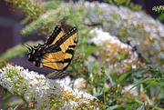 15th Jul 2015 - Tiger Swallowtail Butterfly