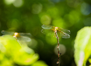14th Jul 2015 - dragonflies