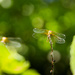 dragonflies by aecasey