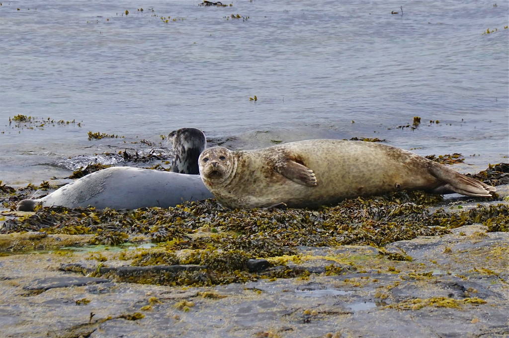 SEALS, ROUSAY by markp