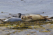 29th Jun 2015 - SEALS, ROUSAY