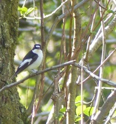 13th May 2015 -  Pied Flycatcher  (male)