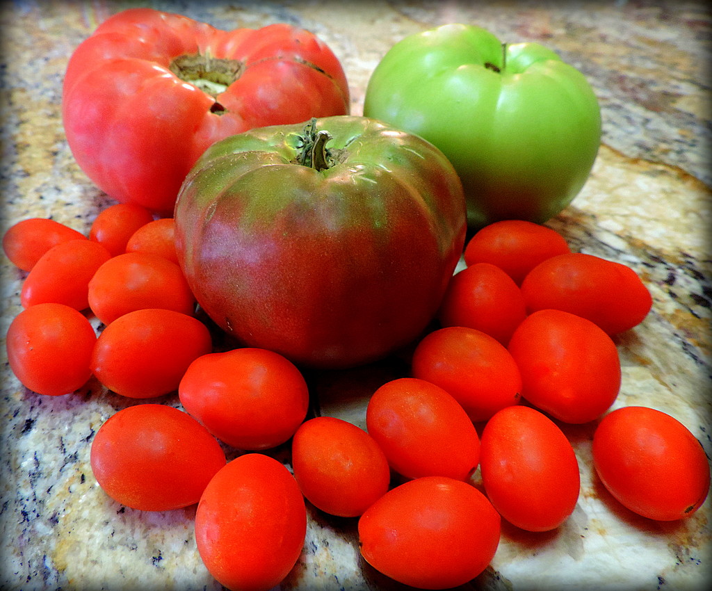So many tomatoes! by homeschoolmom