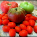 So many tomatoes! by homeschoolmom