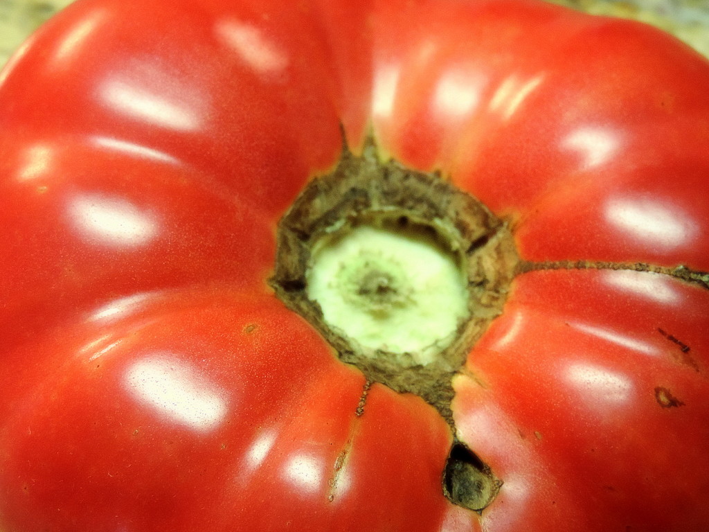 Tomato flower! by homeschoolmom