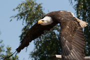 16th Jul 2015 - American Bald Eagle