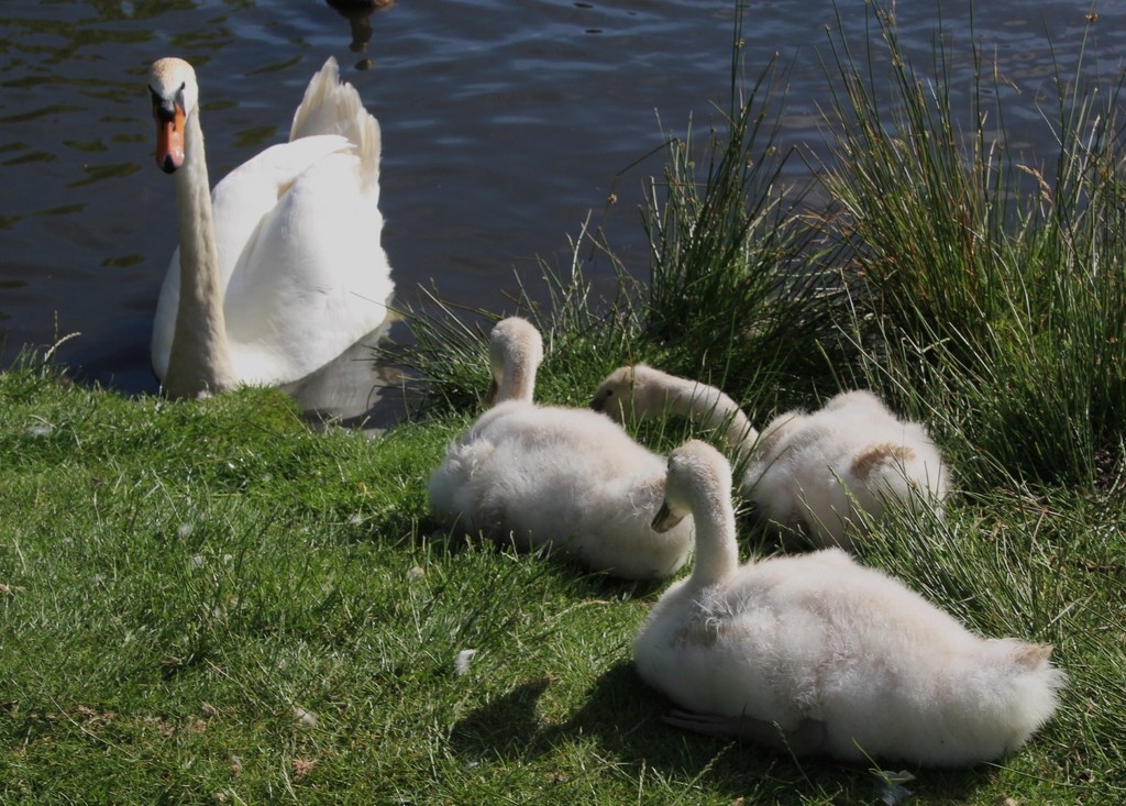 Swans Richmond Park by oldjosh