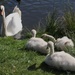 Swans Richmond Park by oldjosh