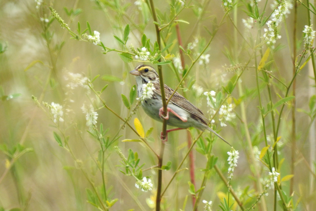 Savannah Sparrow and Prairie Wildflowers by rminer