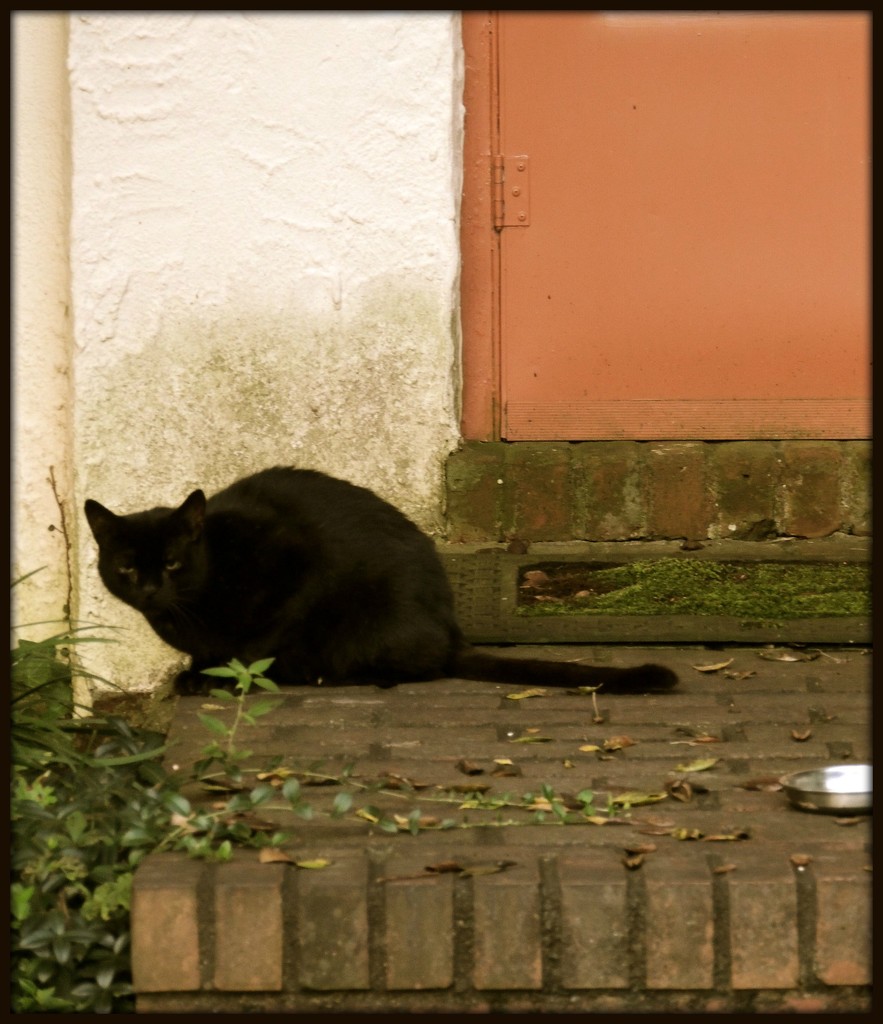 On the Stoop by allie912