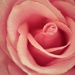 Pink Rose Heart by mhei