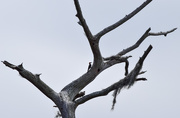 16th Jul 2015 - Bird and Tree Silhouette