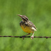 young meadowlark by aecasey