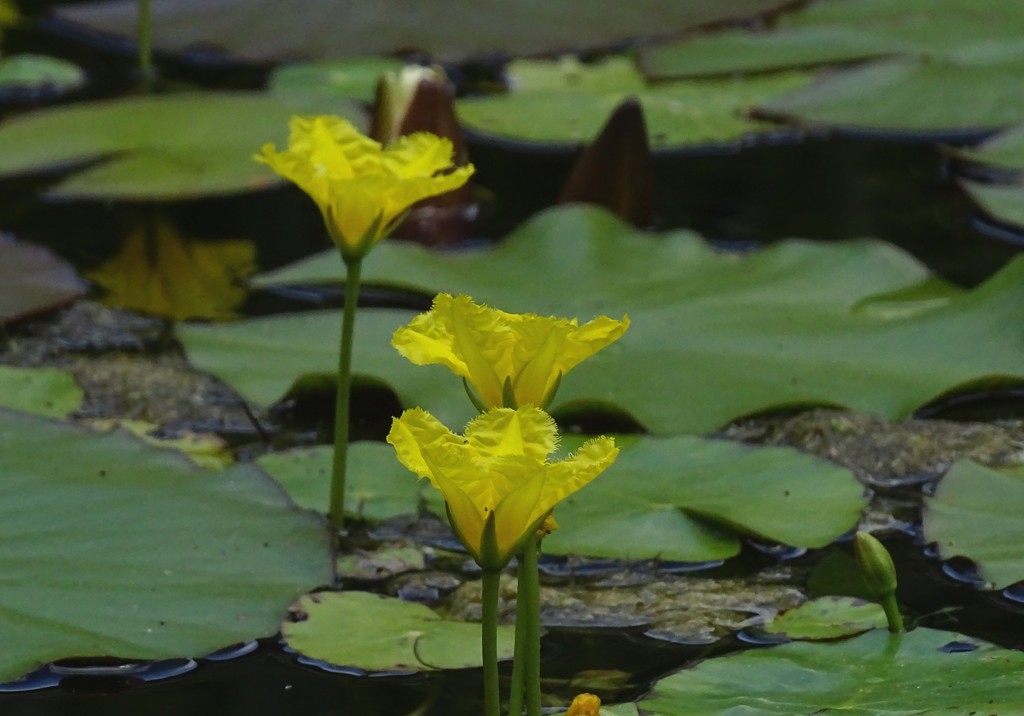 Yellow Pond Flowers by annepann