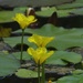 Yellow Pond Flowers by annepann