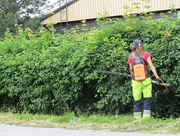 10th Jul 2015 - Cutting the hedges