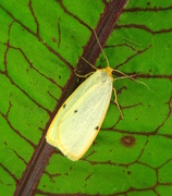 17th Jul 2015 - Four dotted footman