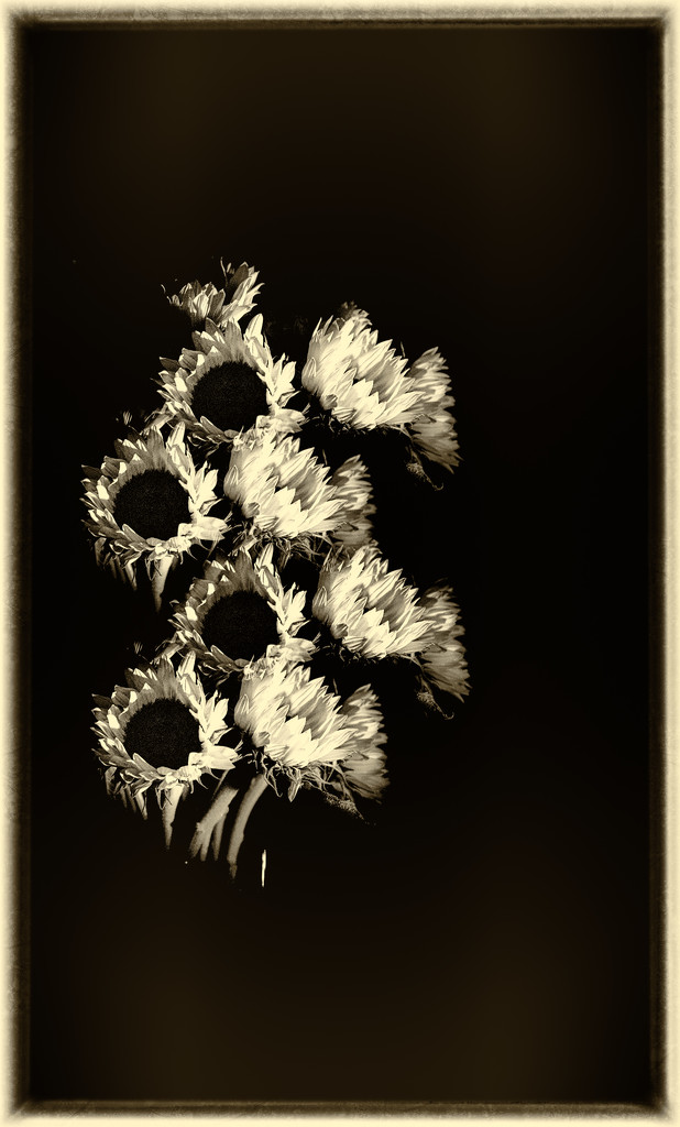 sunflowers by jocasta