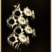 sunflowers by jocasta