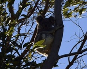17th Jul 2015 - Visited with Koala Gardens!