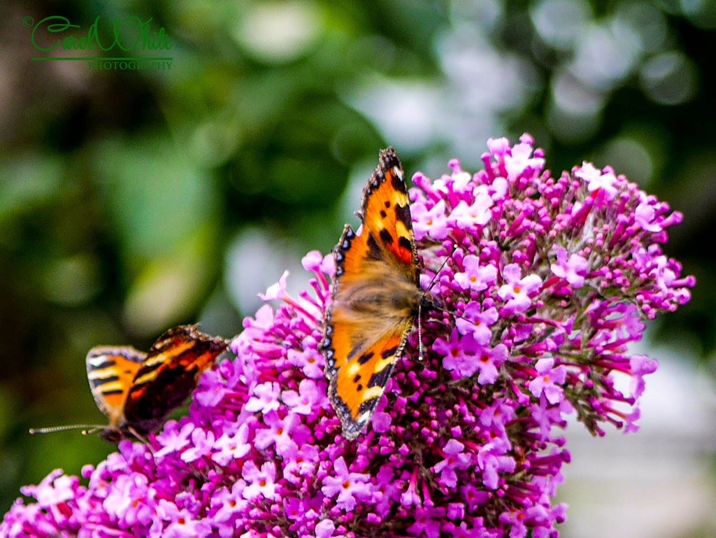 Butterflies,Buddleia and Bokeh by carolmw
