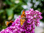 17th Jul 2015 - Butterflies,Buddleia and Bokeh