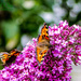Butterflies,Buddleia and Bokeh by carolmw