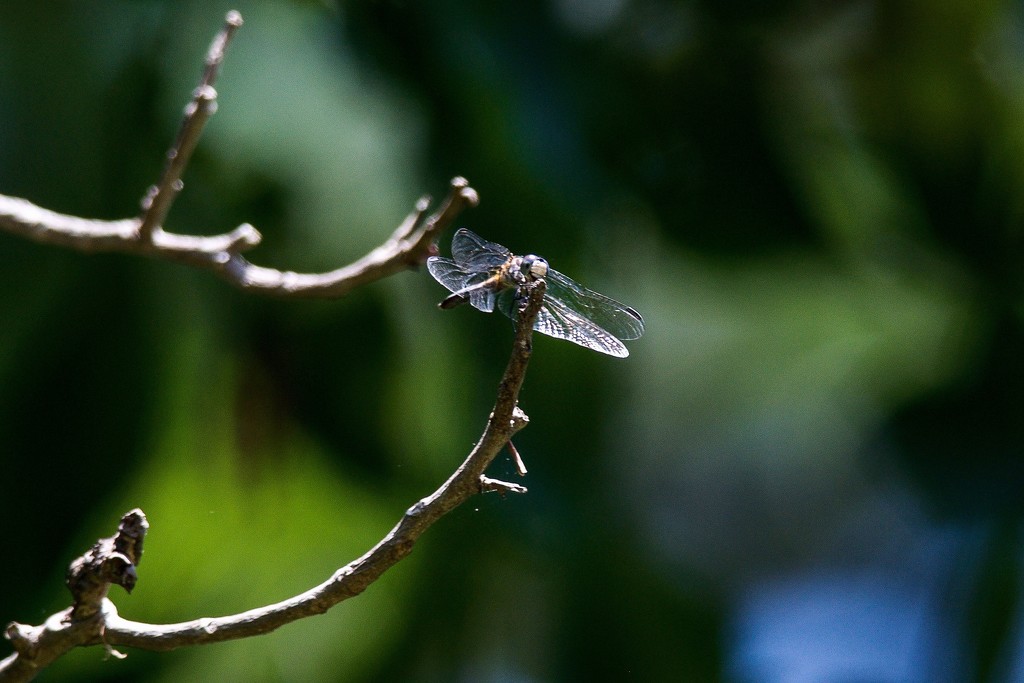 Dragonfly downtime by berelaxed