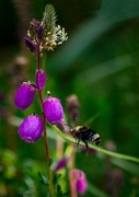 17th Jul 2015 - Bee Flying Towards Heather Blossoms