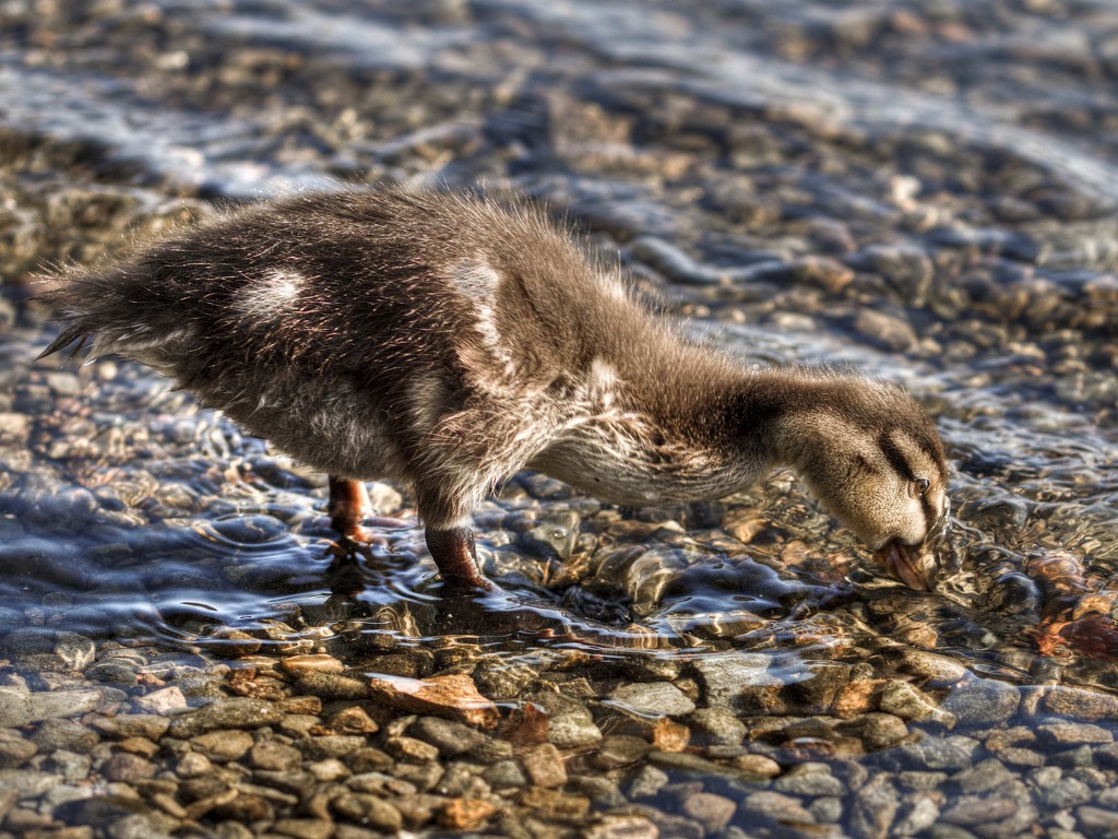 Duckling. by gamelee