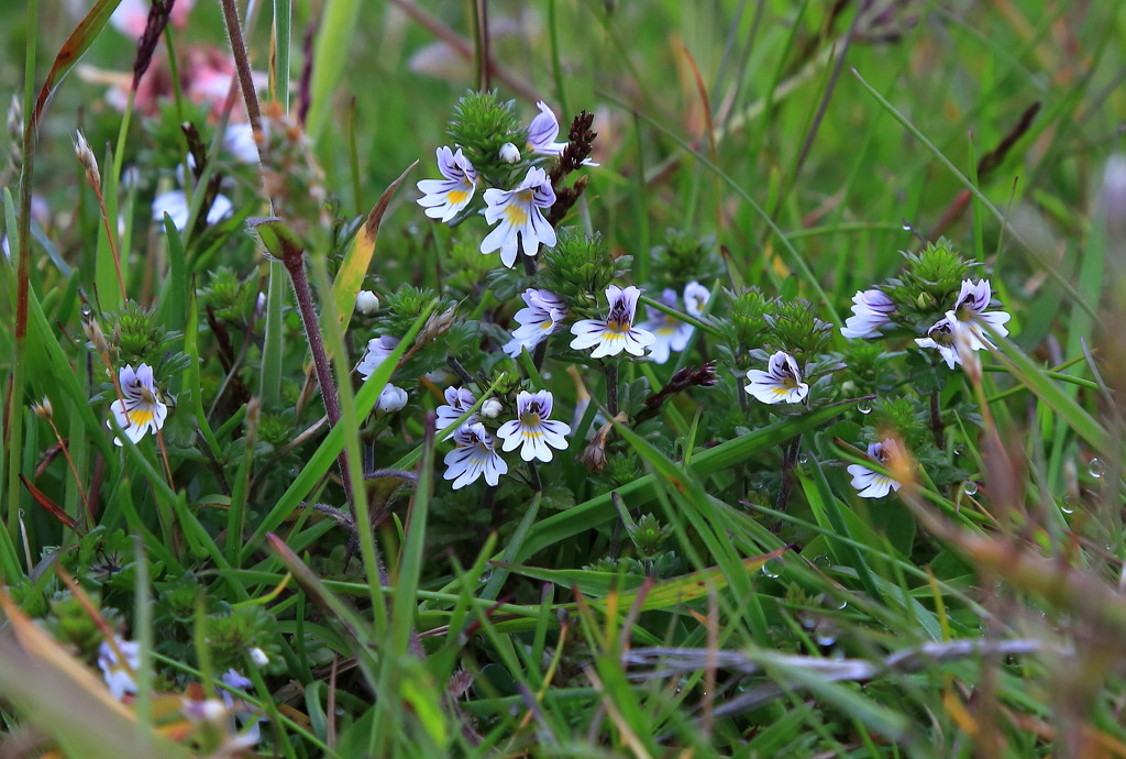 Eyebright by lifeat60degrees