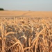 Wheat field #2 by parisouailleurs