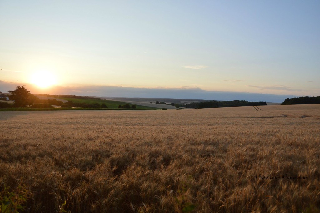 sunset over the wheat field by parisouailleurs