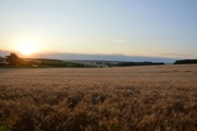17th Jul 2015 - sunset over the wheat field