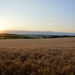 sunset over the wheat field by parisouailleurs