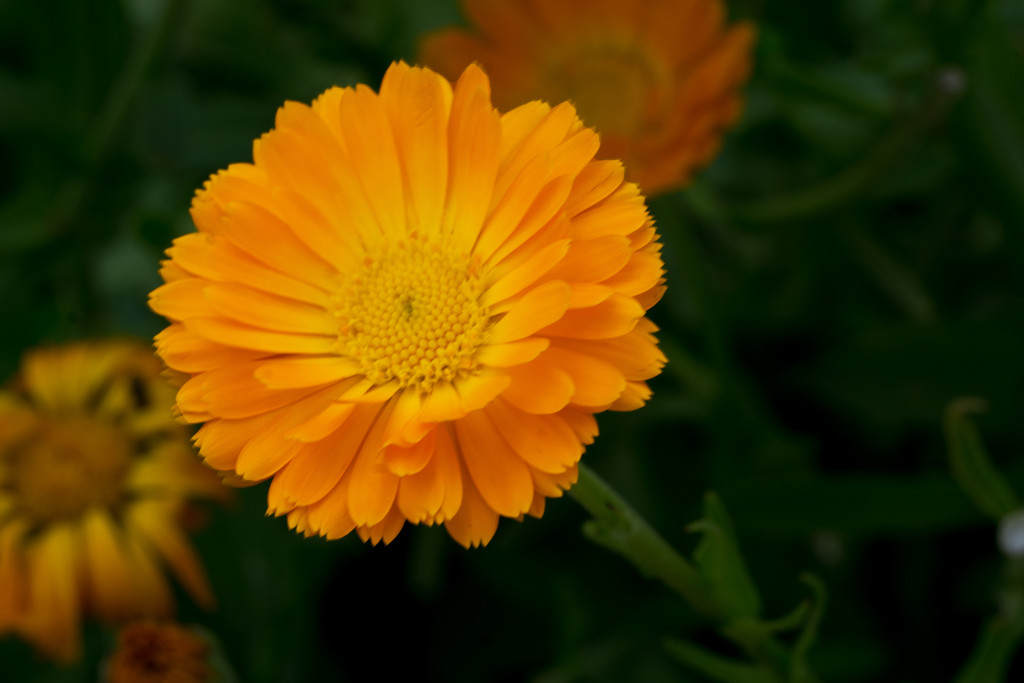 Orange Garden Flower by rminer