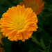 Orange Garden Flower by rminer