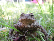 15th Jul 2015 - Another toad