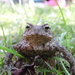 Another toad by dragey74
