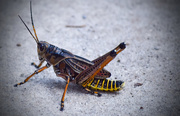 17th Jul 2015 - Grasshopper
