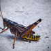 Grasshopper by rickster549