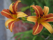 17th Jul 2015 - Lovely Lilies