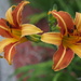 Lovely Lilies by selkie