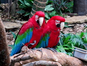10th Jul 2015 - Parrots