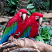 Parrots by randy23