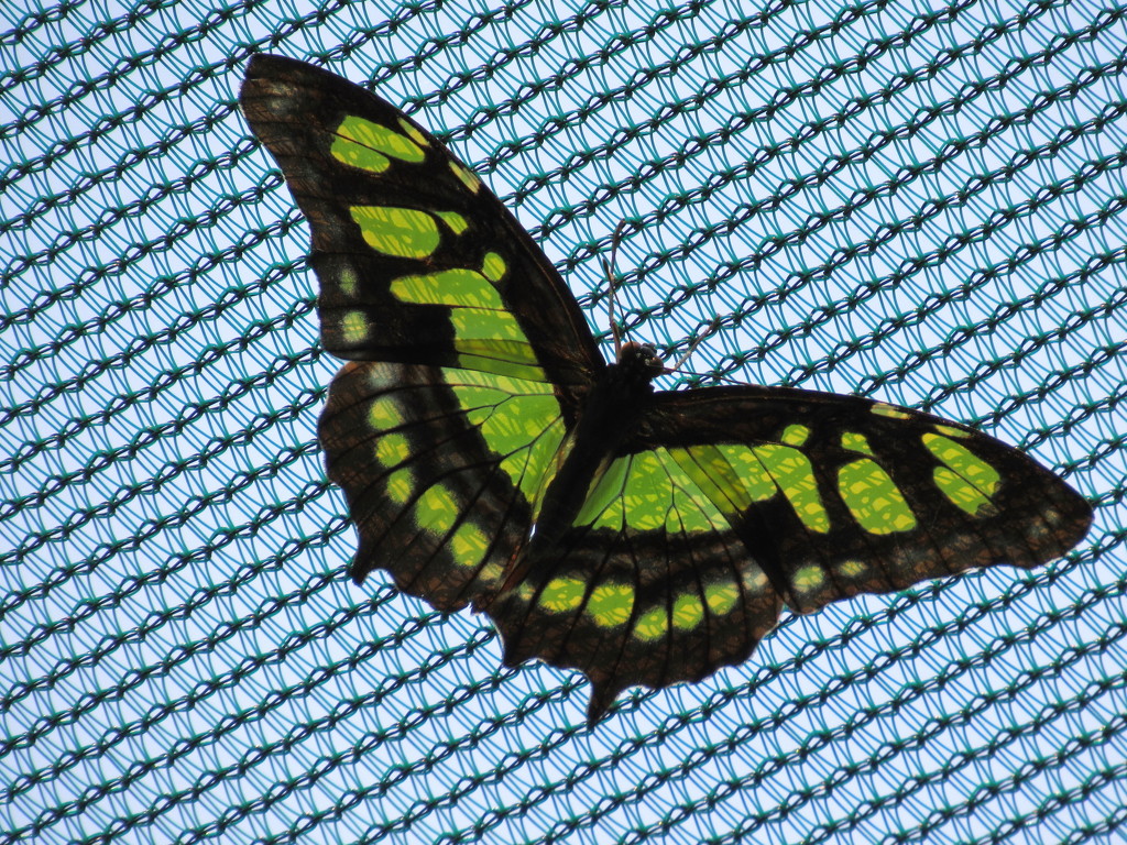 Green Butterfly by randy23